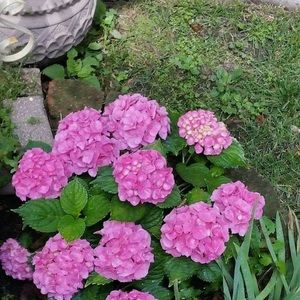 Meet your Posher, Bertha